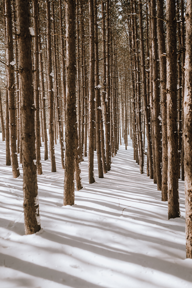 winter cabin elopement